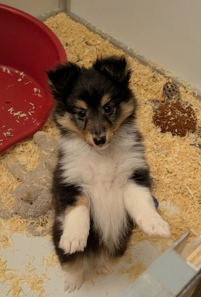 de l'Abyss du Bout des Terres - Chiot disponible  - Shetland Sheepdog