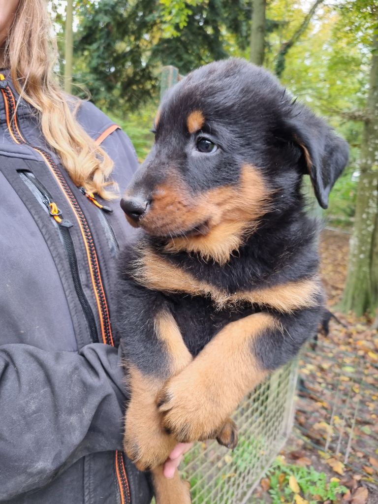 de l'Abyss du Bout des Terres - Chiot disponible  - Berger de Beauce