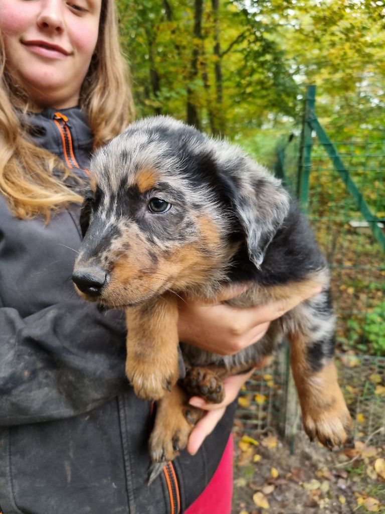 de l'Abyss du Bout des Terres - Chiot disponible  - Berger de Beauce