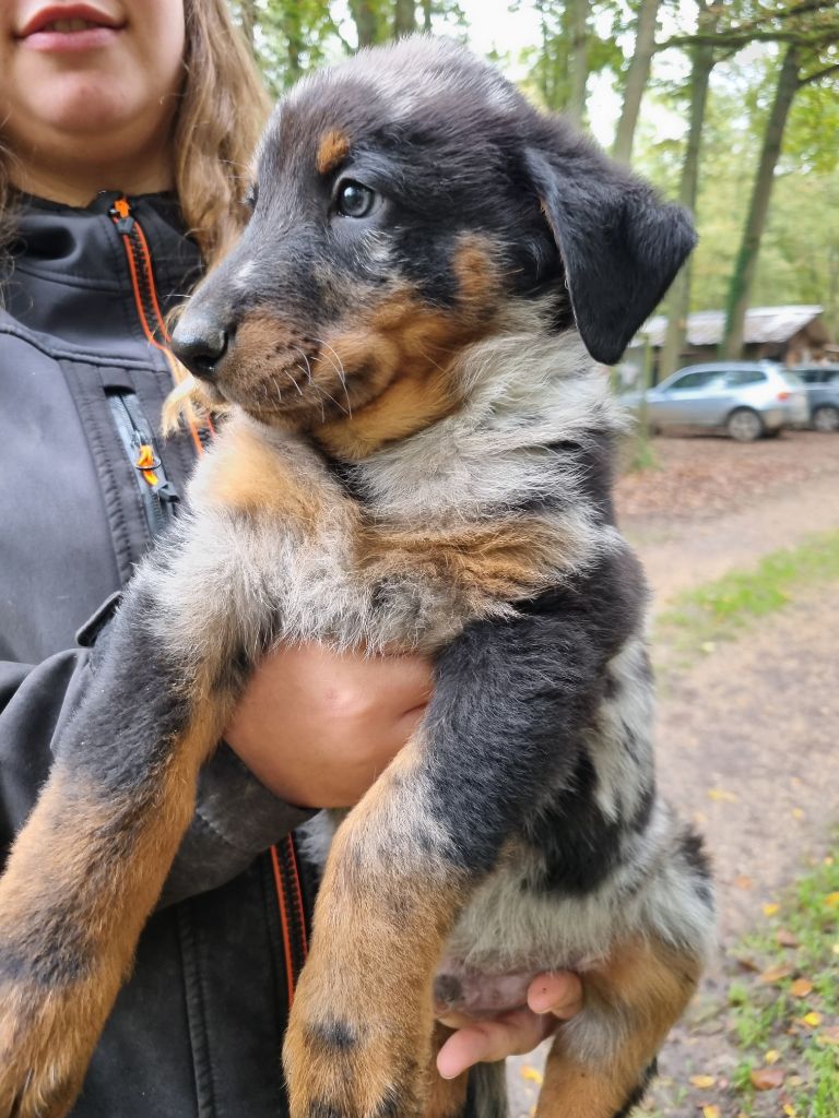 de l'Abyss du Bout des Terres - Chiot disponible  - Berger de Beauce