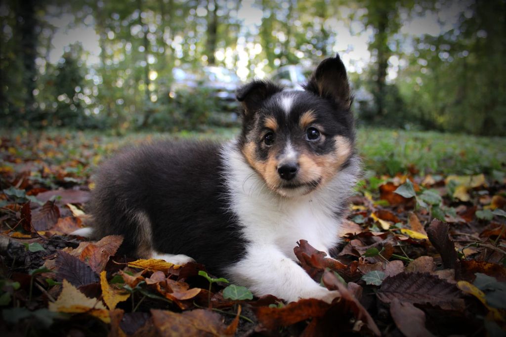 de l'Abyss du Bout des Terres - Chiot disponible  - Shetland Sheepdog