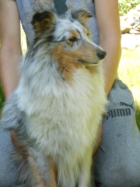 Myrtille Du Royaume De Teddy
