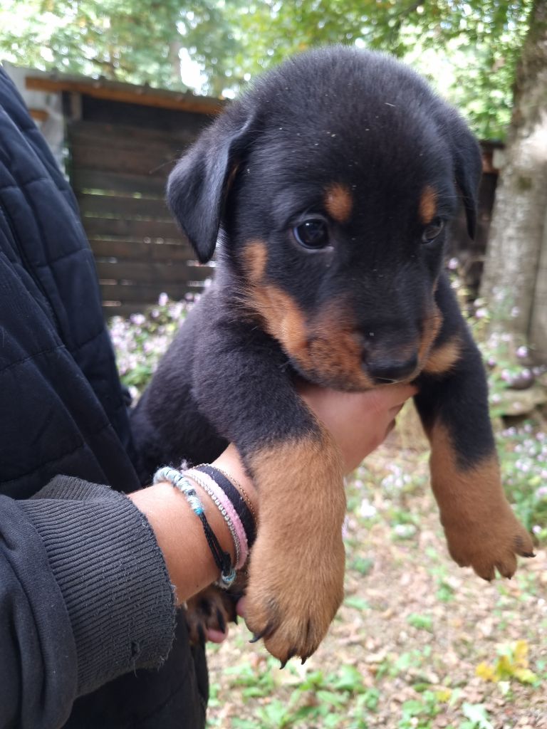 de l'Abyss du Bout des Terres - Chiots disponibles - Berger de Beauce