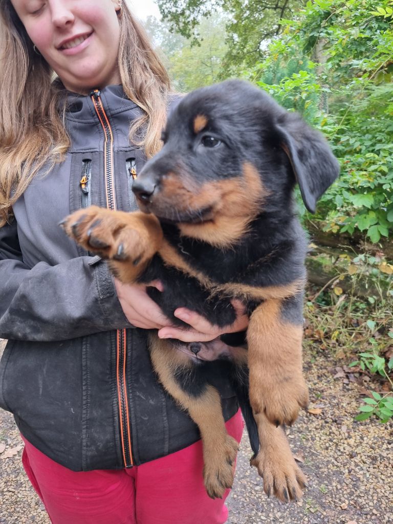 de l'Abyss du Bout des Terres - Berger de Beauce - Portée née le 17/09/2024