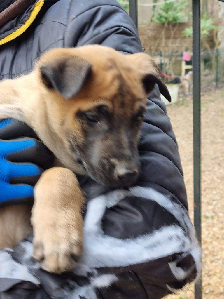 de l'Abyss du Bout des Terres - Chiots disponibles - Berger Belge