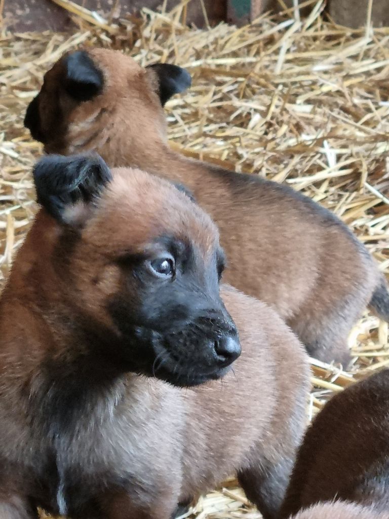 Chiot Berger Belge de l'Abyss du Bout des Terres