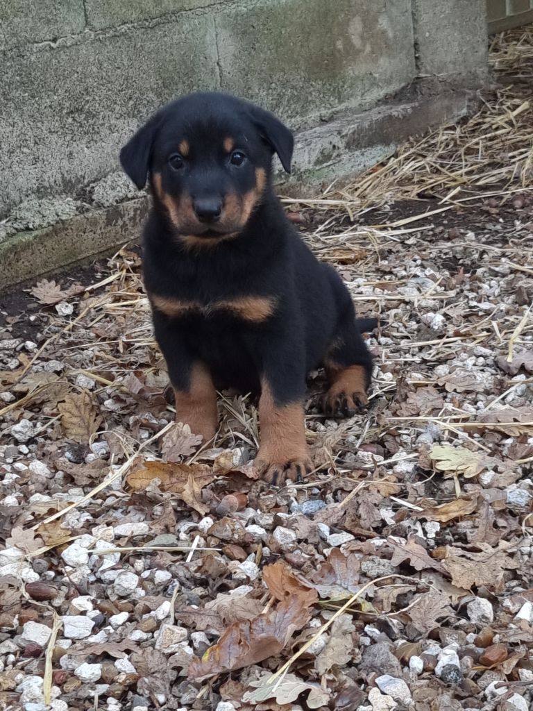 de l'Abyss du Bout des Terres - Chiots disponibles - Berger de Beauce