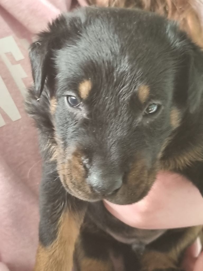 de l'Abyss du Bout des Terres - Berger de Beauce - Portée née le 10/04/2022