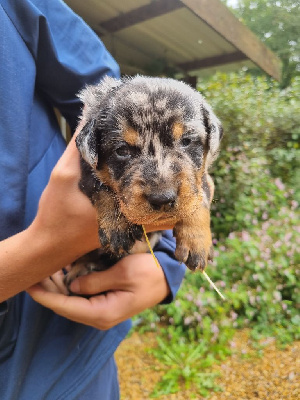 CHIOT 1
