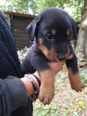 CHIOT 5