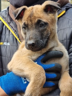 CHIOT