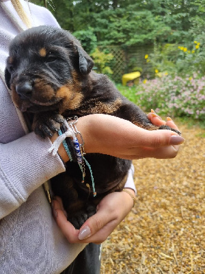 CHIOT 2