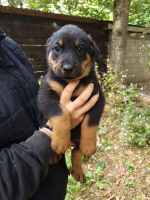 CHIOT 2