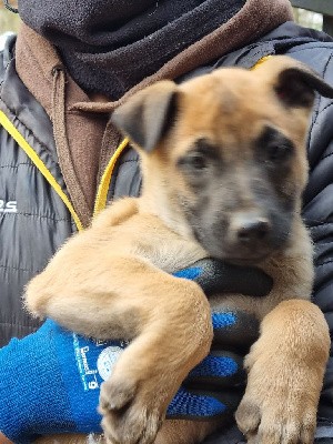 CHIOT