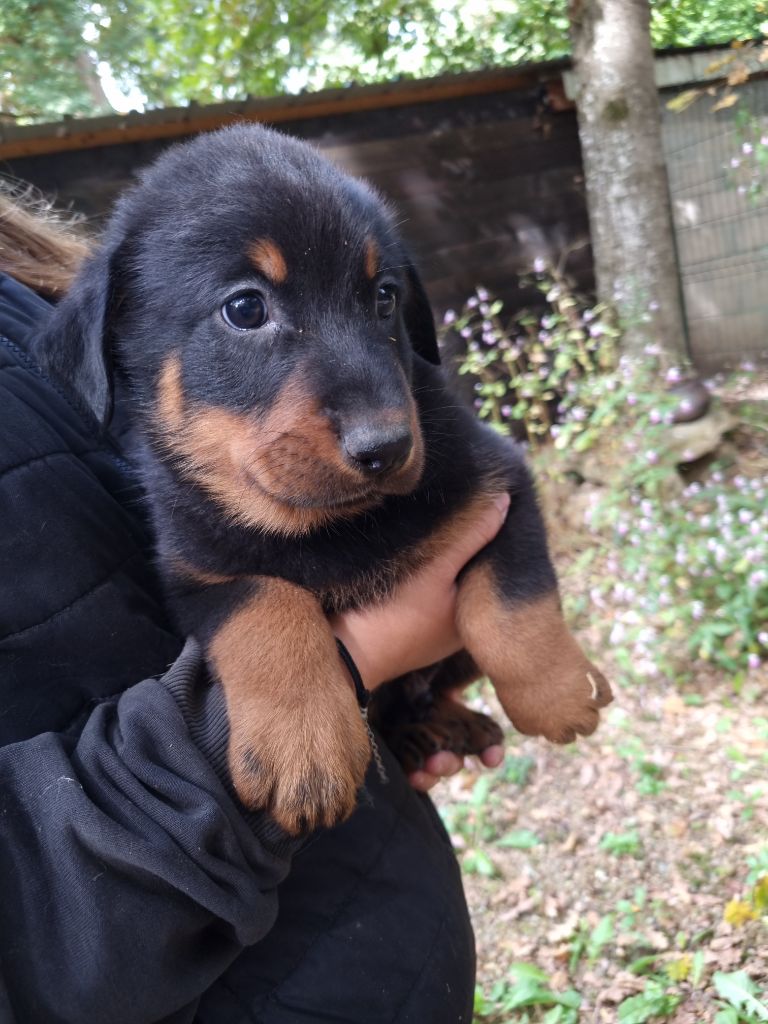 de l'Abyss du Bout des Terres - Chiots disponibles - Berger de Beauce