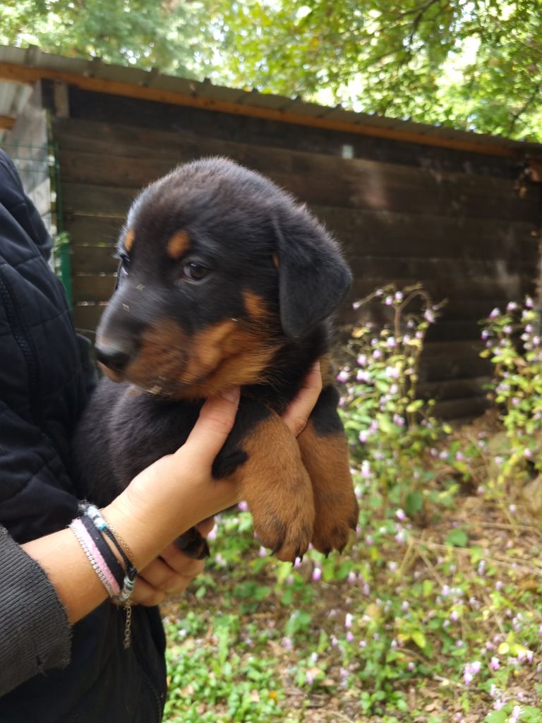 de l'Abyss du Bout des Terres - Chiots disponibles - Berger de Beauce